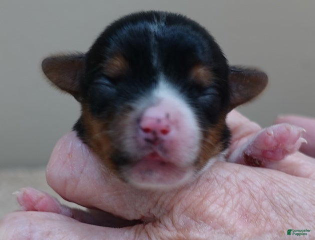 Yorkshire Terrier dogs Holly - Ad 5