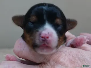 Yorkshire Terrier dogs Holly - Ad 5