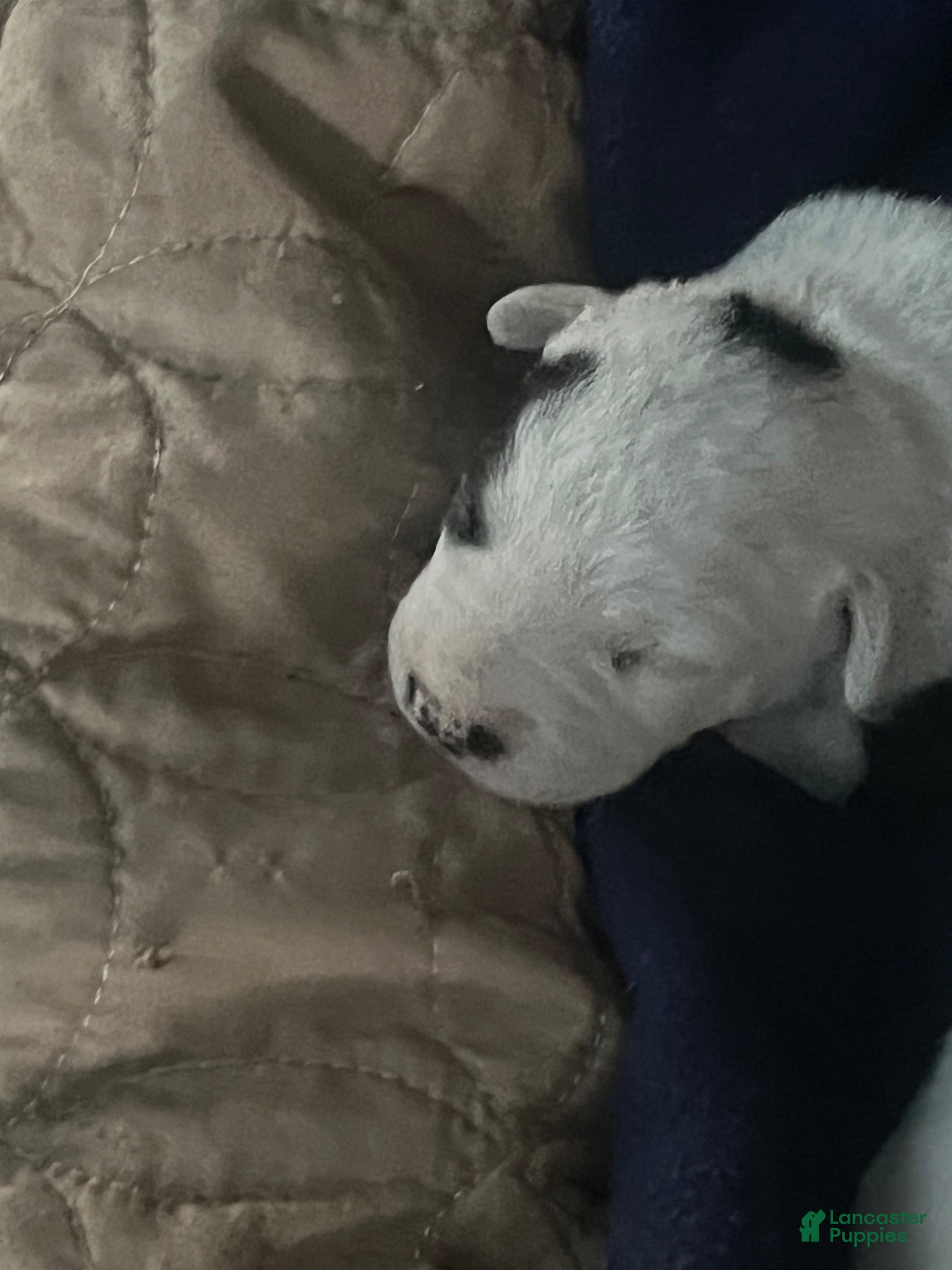 Mixed Breed dogs for sale: Mixed Breed 3 - Ad 2