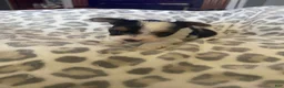 Yorkshire Terrier dogs for sale: Yorkshire Terrier 2 - Ad 3