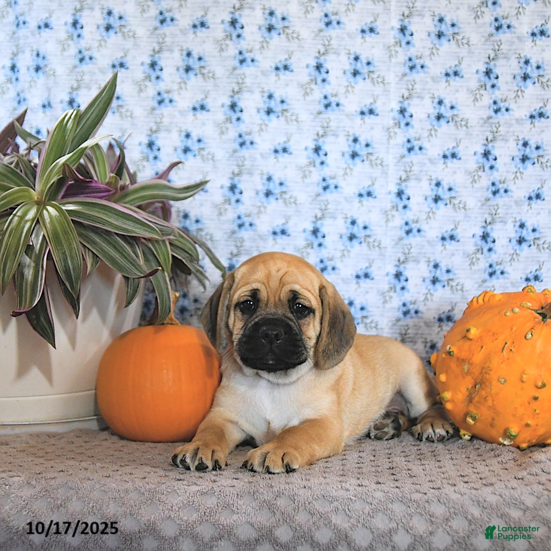 Puggle dogs for sale: Hosea - Ad 11