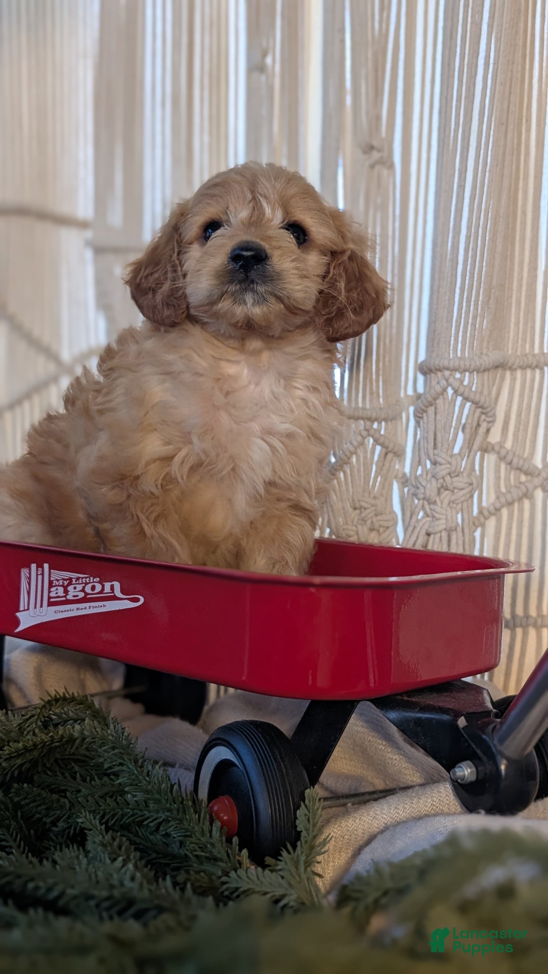 Cavapoo dogs for sale: Arlo - Ad 3