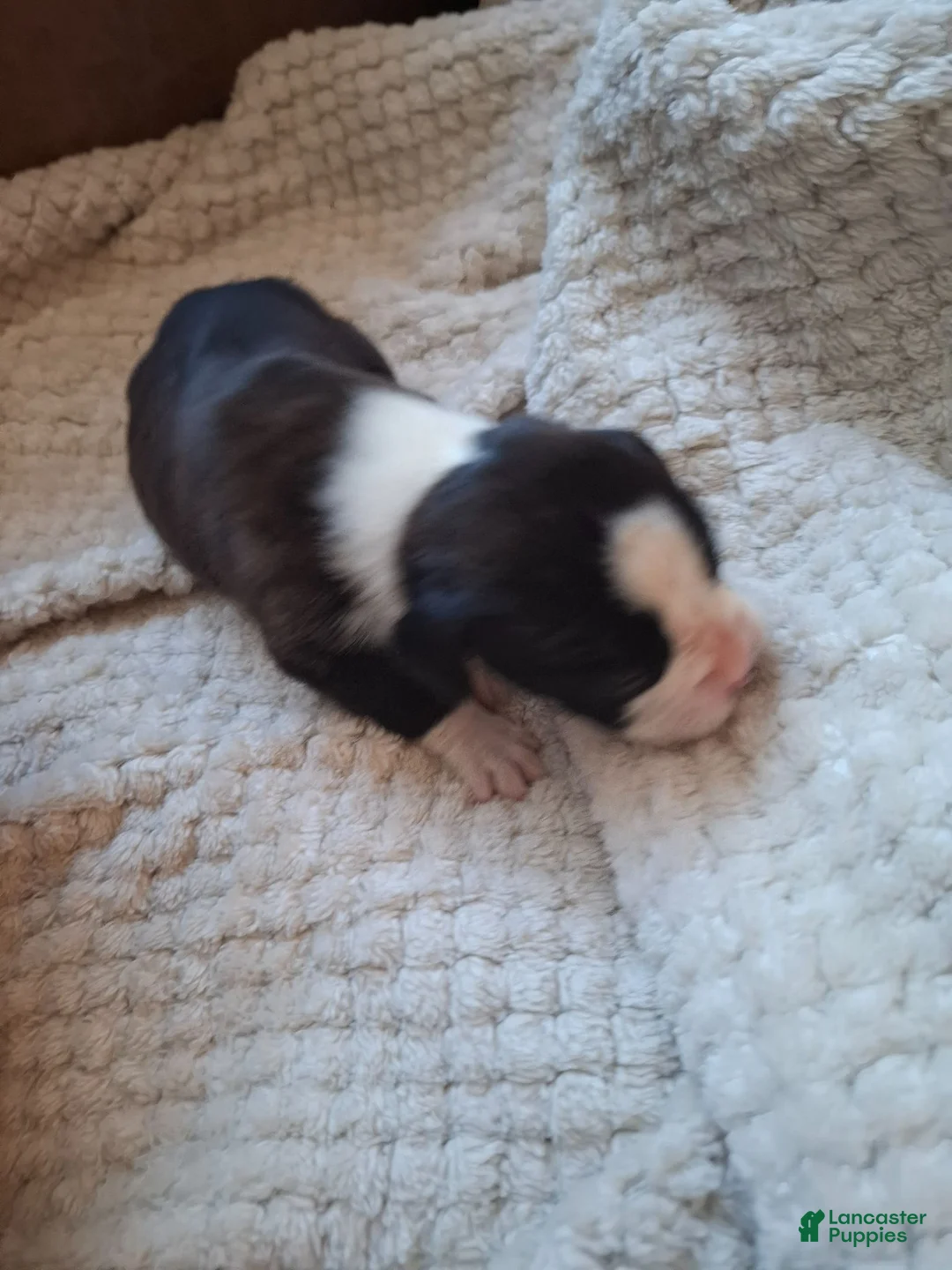 Boxer dogs for sale: Boxer 4 - Ad 2