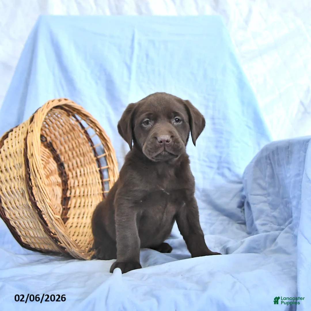 Labrador Retriever dogs for sale: Daisy - Ad 3