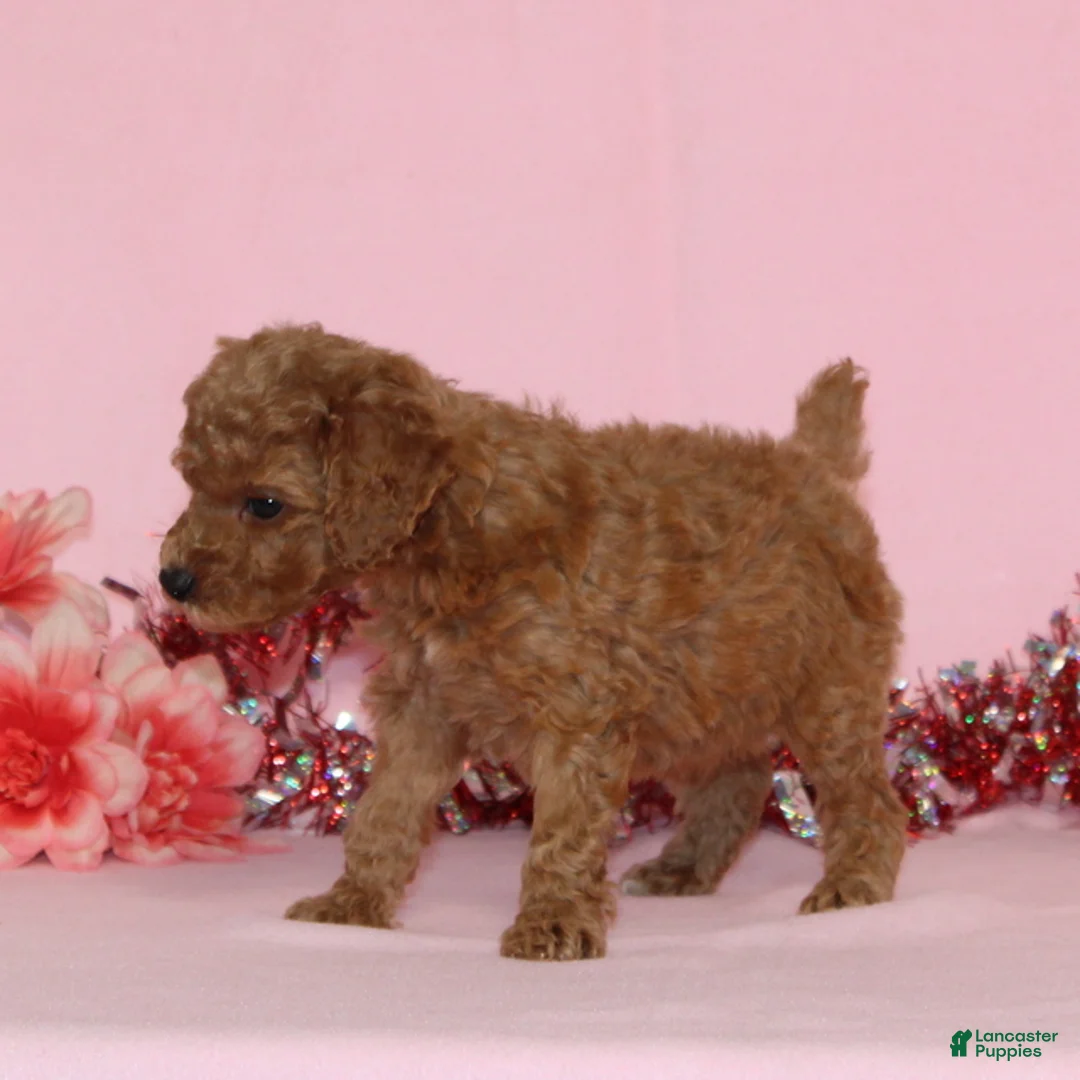 Miniature Poodle dogs for sale: Bella AKC - Ad 3