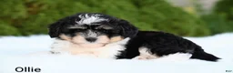 Miniature Australian Shepherd dogs for sale: Ollie - Ad 4