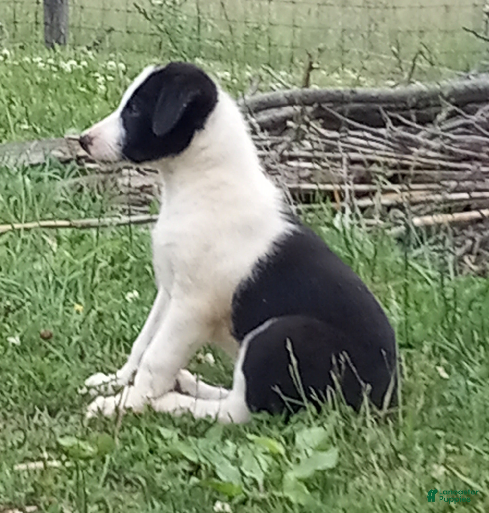 Border Collie dogs Lucy - Ad 1