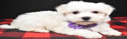 Maltese dogs for sale: Milly - Ad 6