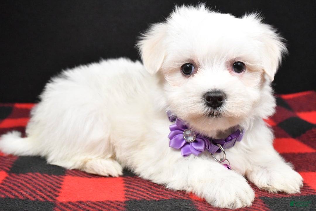 Maltese dogs for sale: Milly - Ad 6