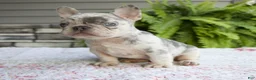 French Bulldog dogs for sale: Rubble - Ad 1