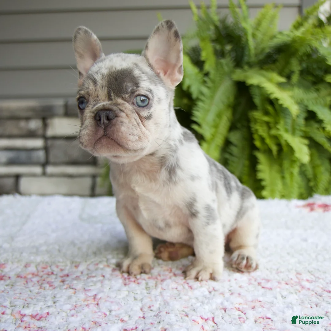French Bulldog dogs for sale: Rubble - Ad 1