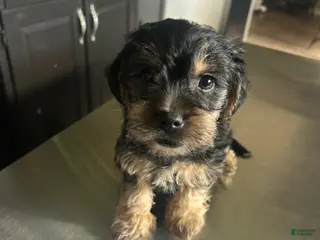 Mixed Breed dogs Mixed Breed Puppy 2 - Ad 16