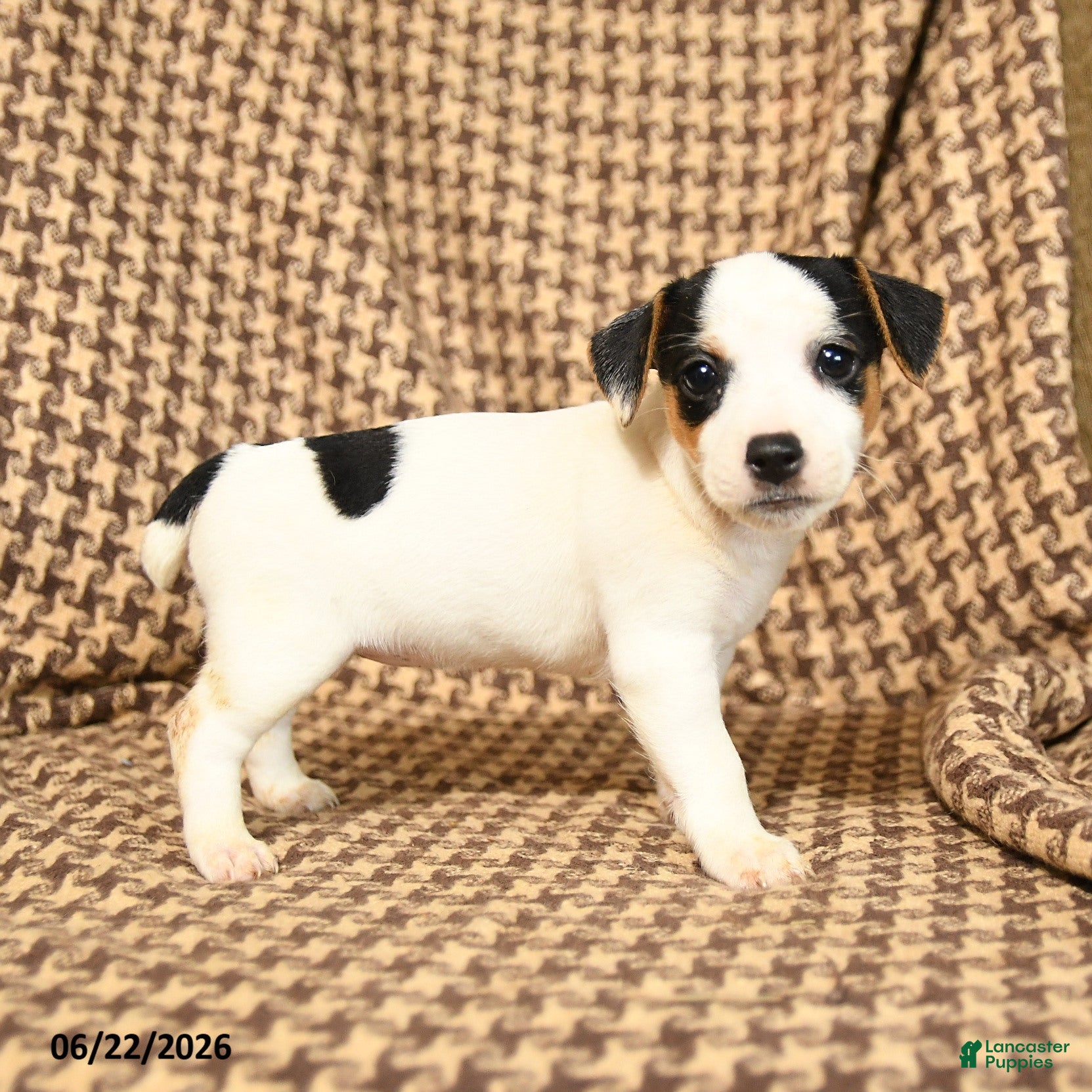 Jack Russell Terrier dogs Sierra - Ad 2
