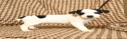 Jack Russell Terrier dogs for sale: Sierra - Ad 2