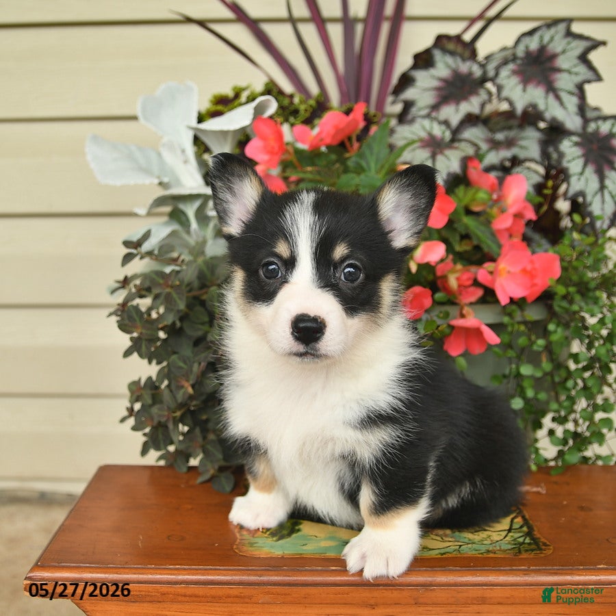 Welsh Corgi Pembroke dogs for sale: Aspen  - Ad 3