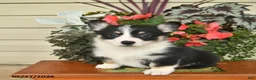 Welsh Corgi Pembroke dogs for sale: Aspen  - Ad 1