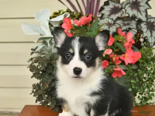 Welsh Corgi Pembroke dogs for sale: Aspen - Ad 3