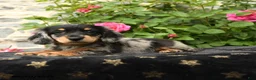 Miniature Dachshund dogs for sale: Honey - Ad 3