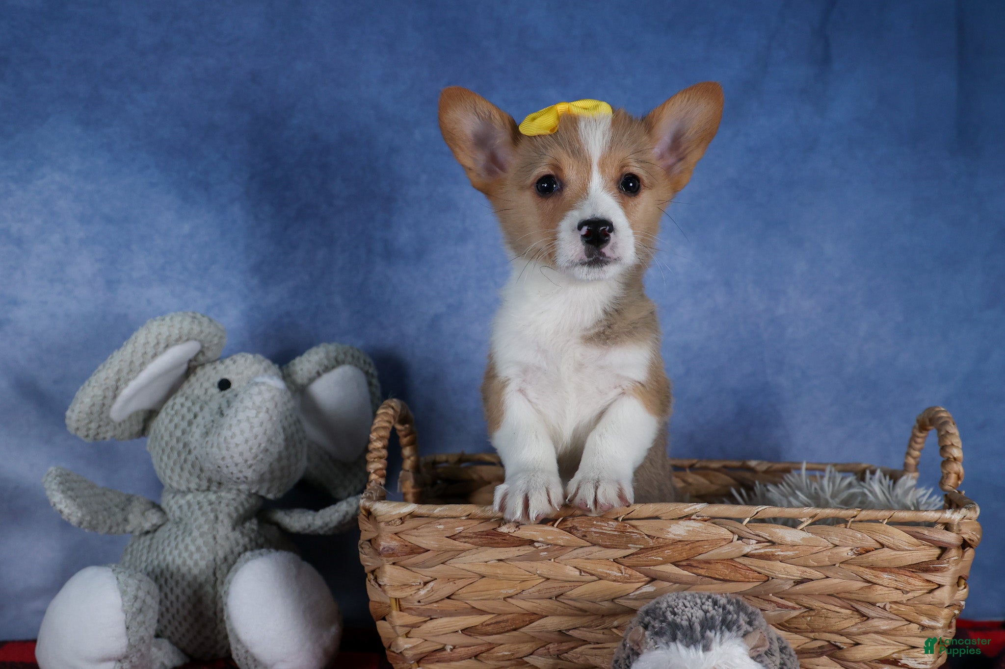 Welsh Corgi Pembroke dogs Monty - Ad 2