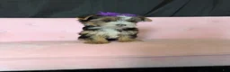 Yorkshire Terrier dogs for sale: Sweet Parti Girl Bambi - Ad 6