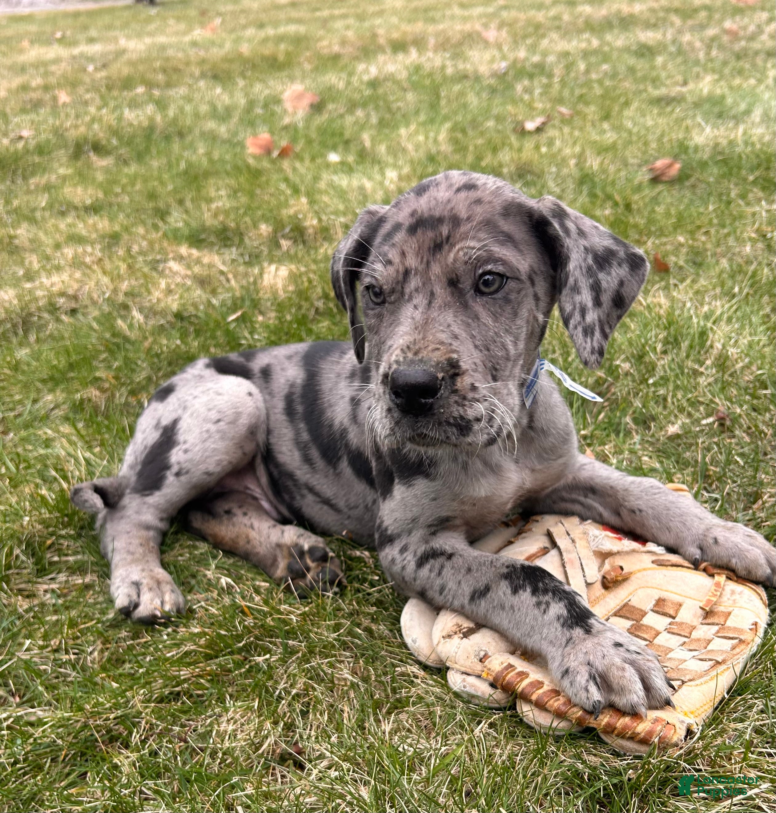 Great Dane dogs Rocco - Ad 2