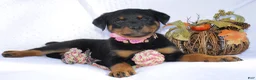 Rottweiler dogs for sale: Daisy - Ad 8
