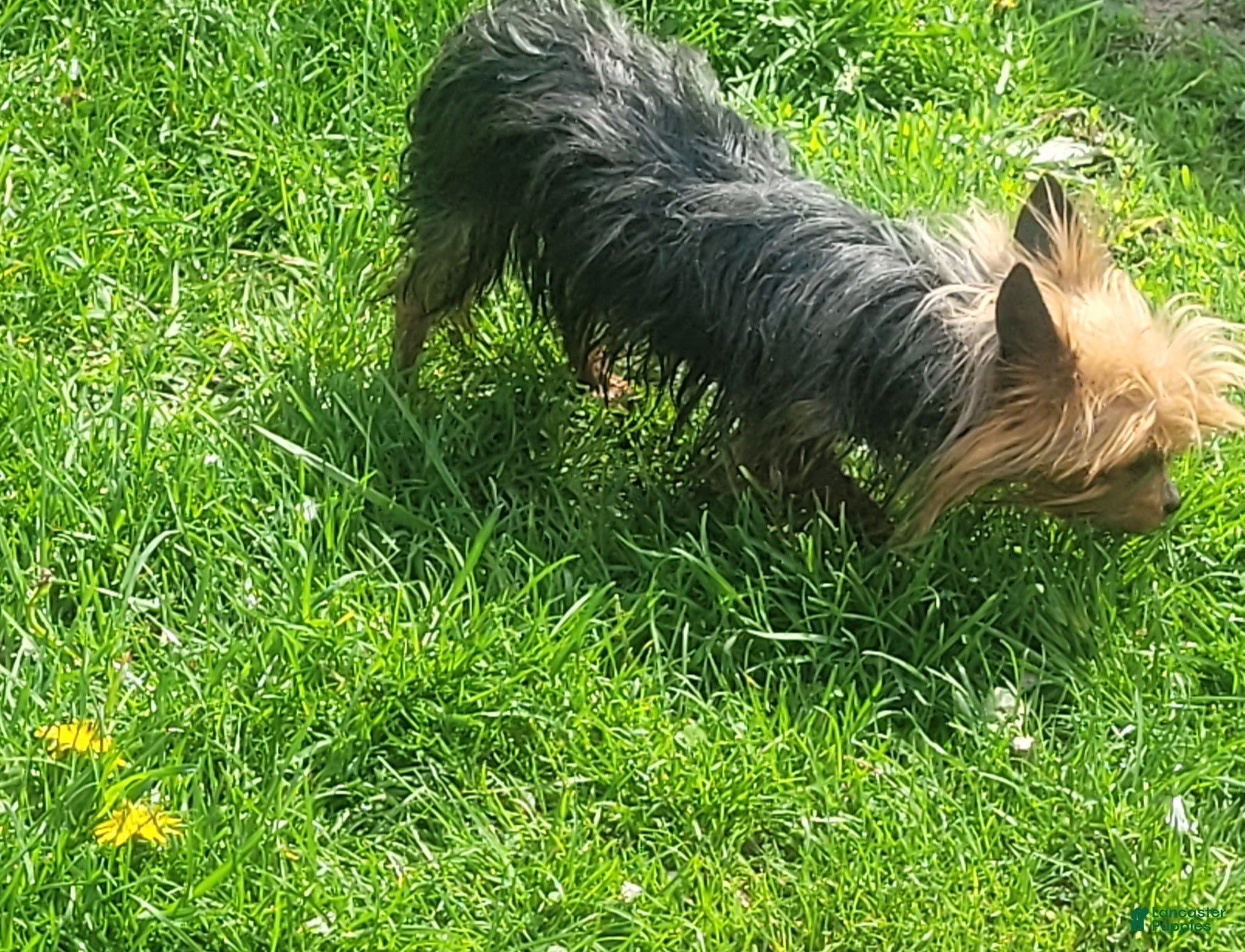Yorkshire Terrier dogs Yorkshire Terrier 2y old  - Ad 35