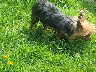 Yorkshire Terrier dogs Yorkshire Terrier 2y old - Ad 35