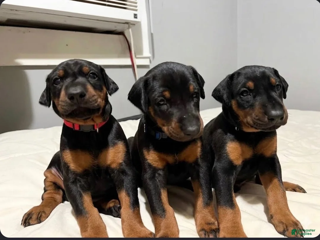 Doberman Pinscher dogs for sale: Blue Collar Dobie - Ad 2