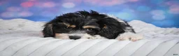 Cavachon dogs for sale: Teddy - Ad 7