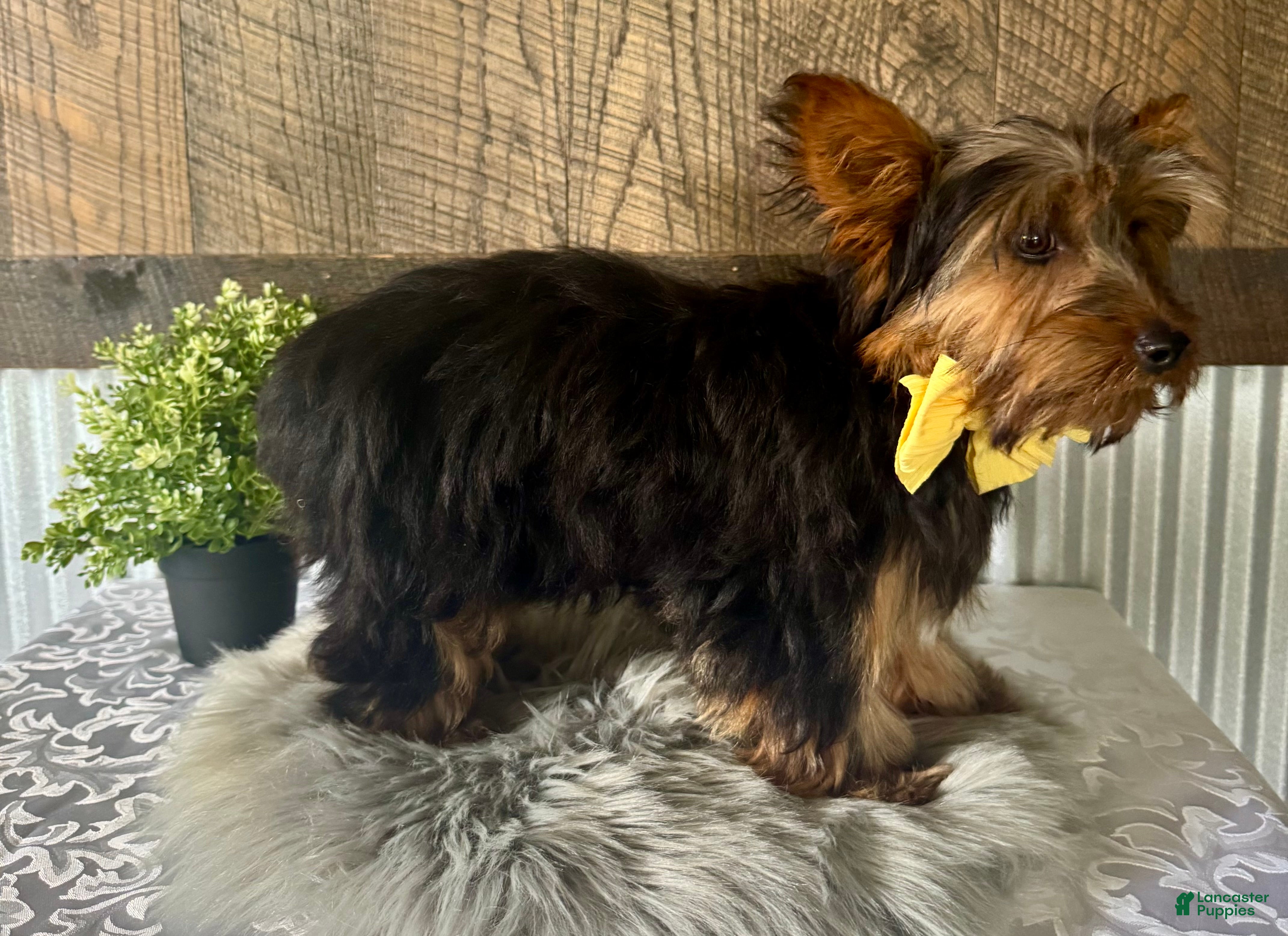 Yorkshire Terrier dogs Miles - Ad 2
