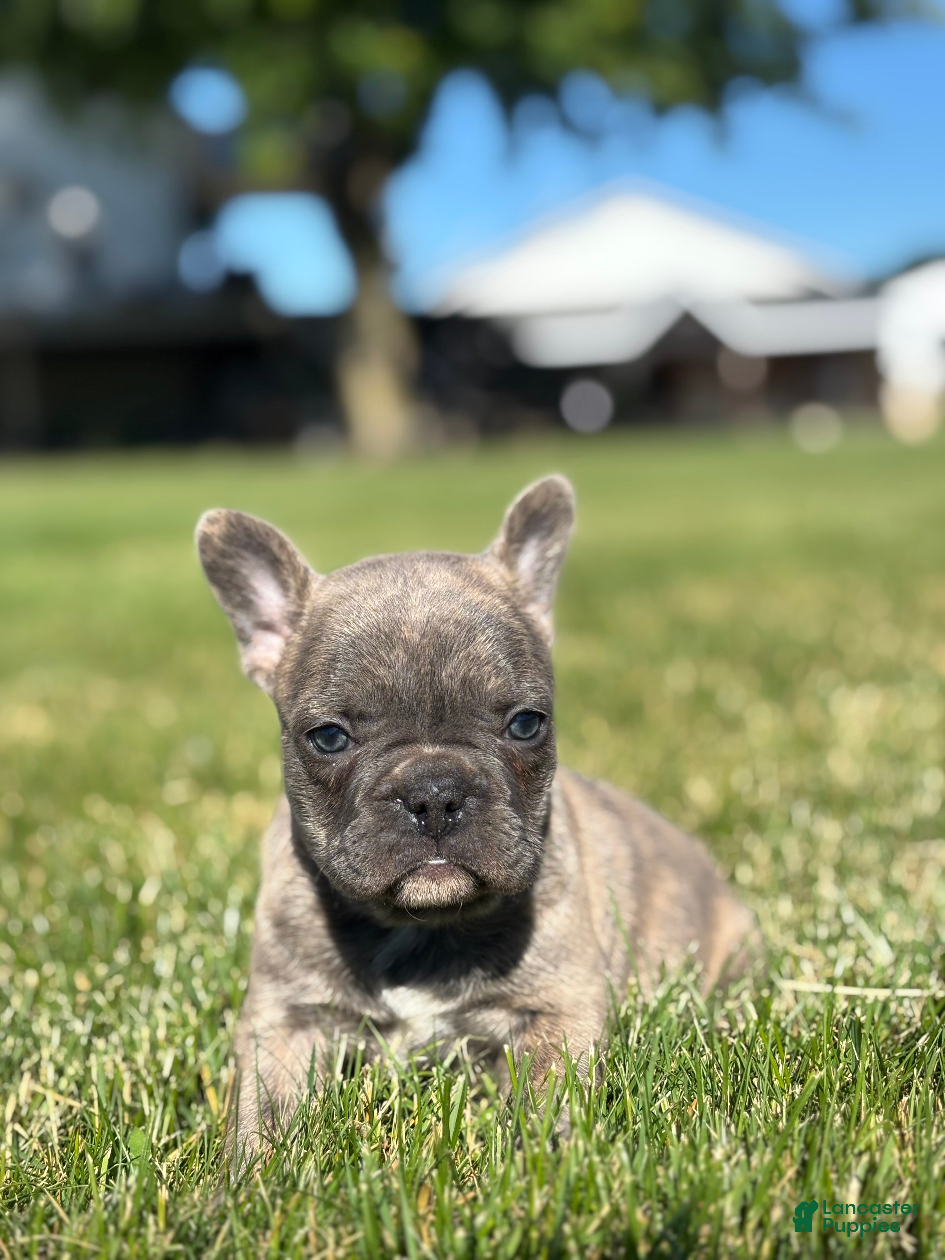 French Bulldog dogs for sale: Ruth - Ad 1