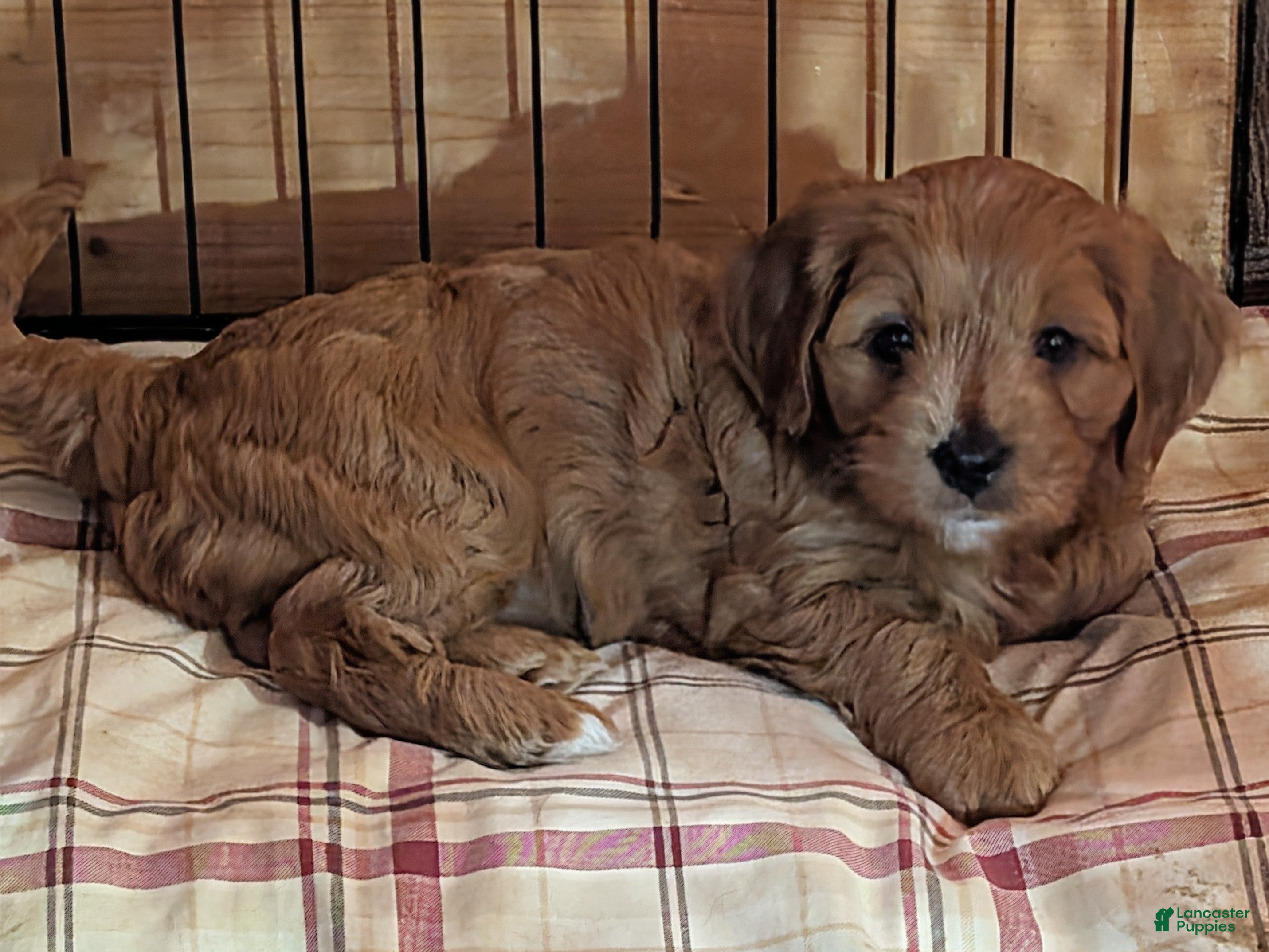 Cavapoo dogs Dug - Ad 1