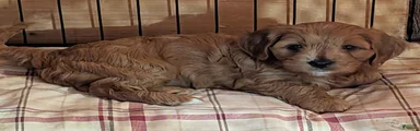 Dug