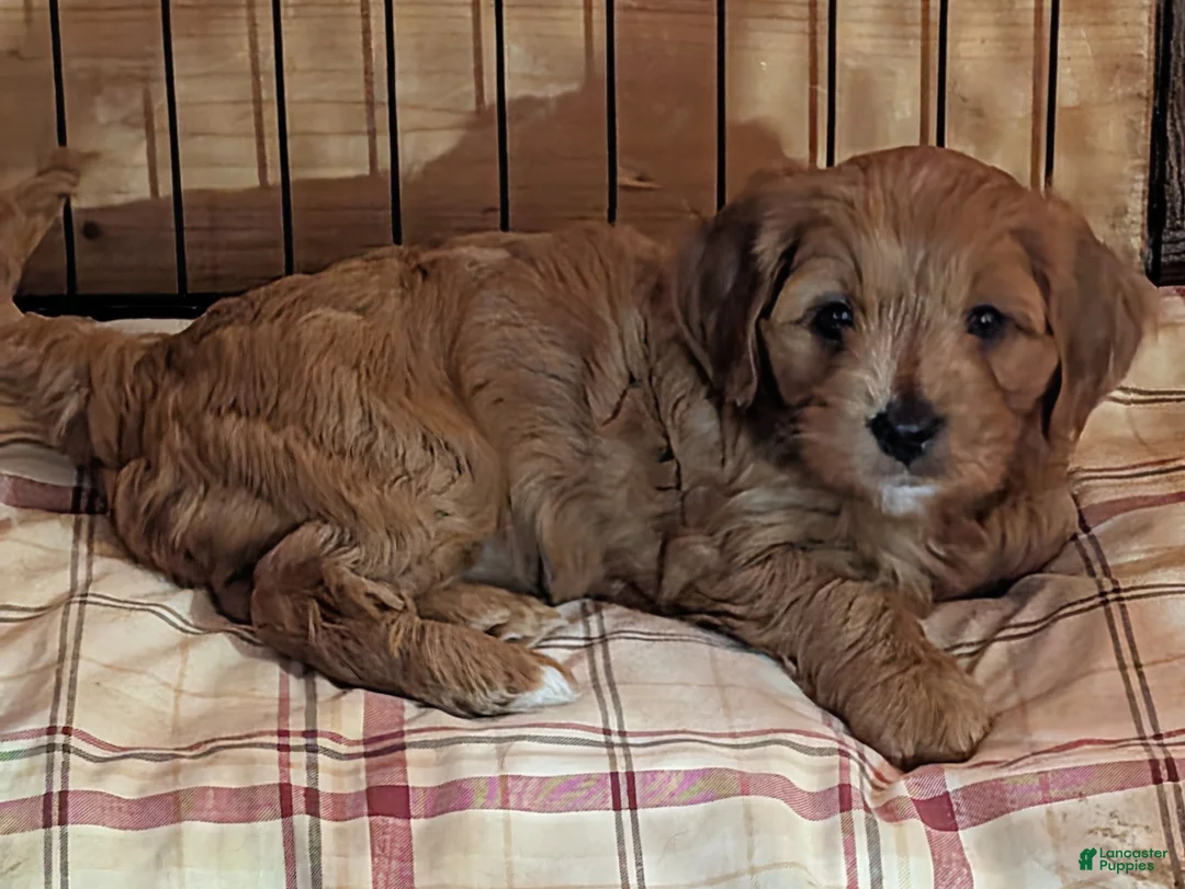 Cavapoo dogs for sale: Dug - Ad 1