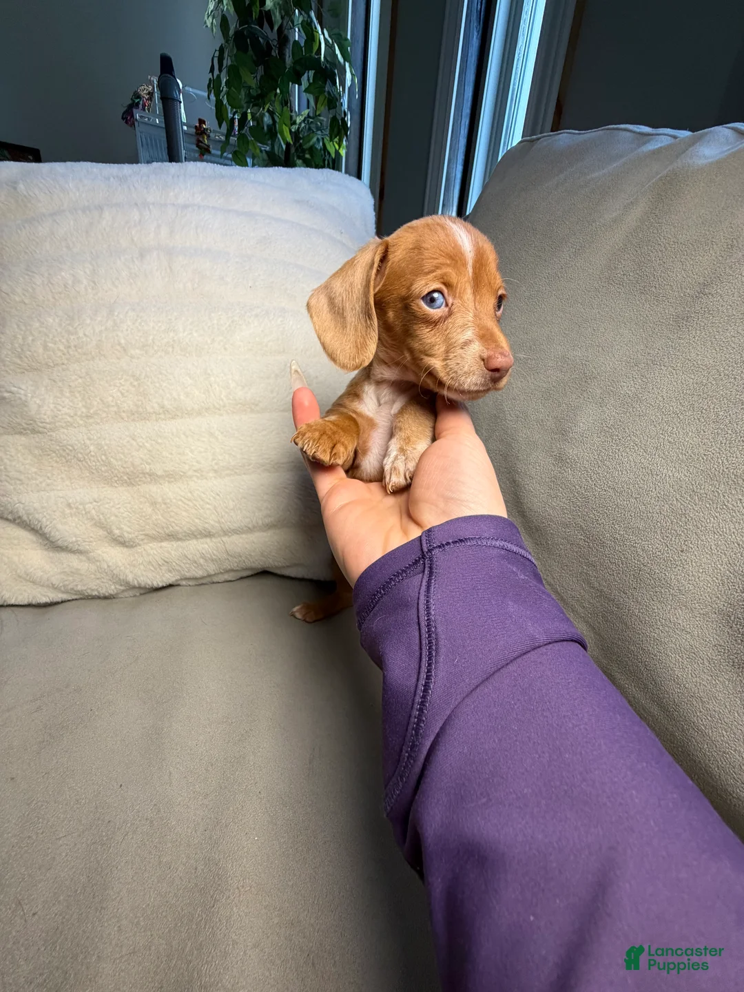 Miniature Dachshund dogs for sale: Loca - Ad 2