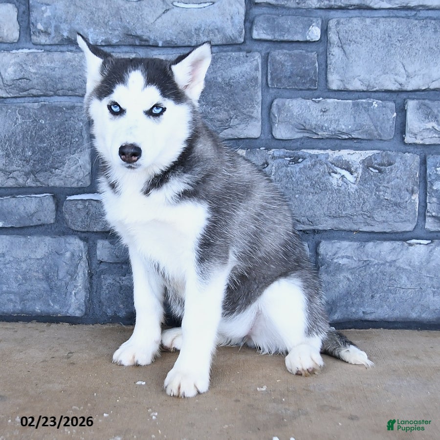 Siberian Husky dogs Cresent - Ad 2
