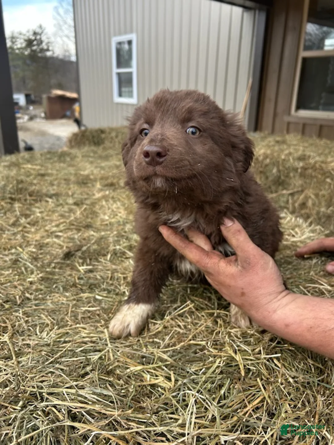 Australian Shepherd dogs for sale: Chocolate - Ad 4