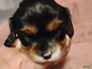 Cavalier King Charles Spaniel dogs Toby - Ad 24