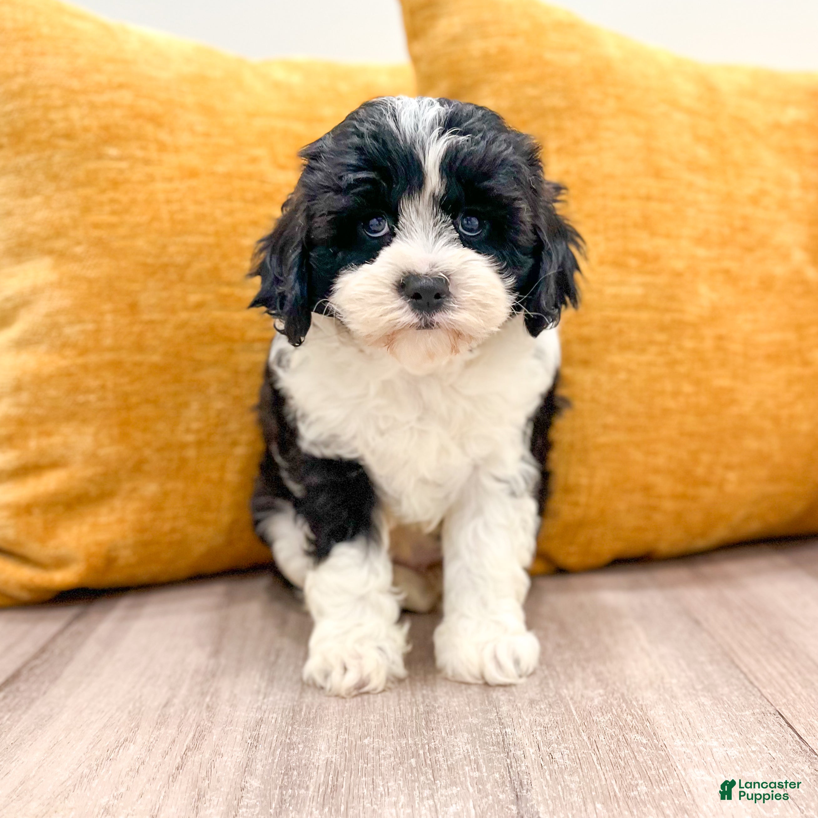 Cavapoo dogs Olivia - Ad 1