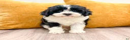 Cavapoo dogs for sale: Olivia - Ad 1