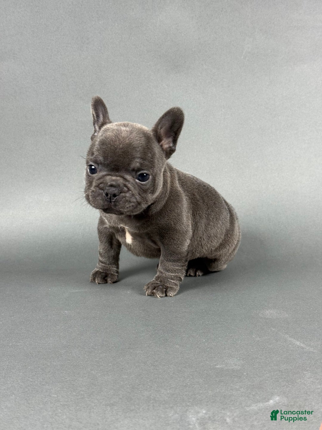 French Bulldog dogs for sale: Bentley  - Ad 3