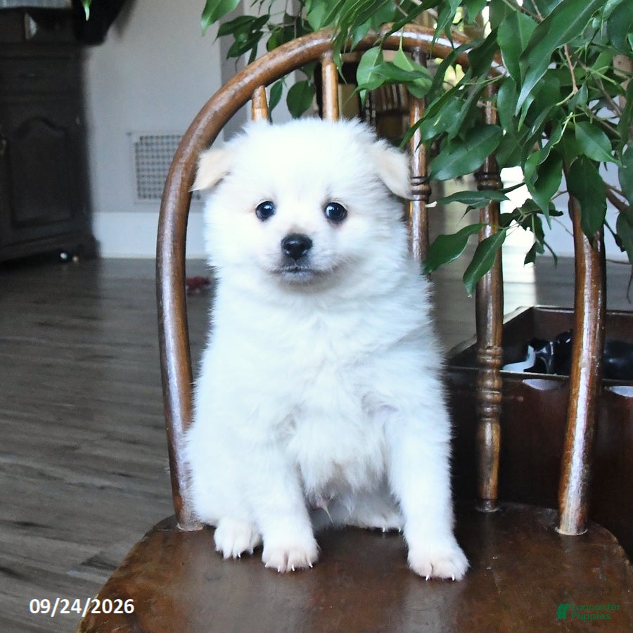 Pomeranian dogs Teddy - Ad 2