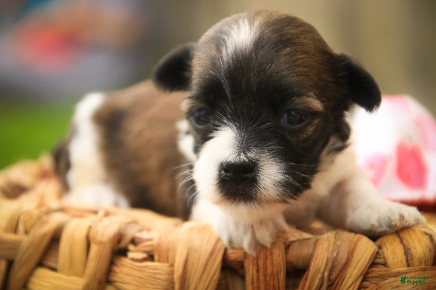Havanese dogs Iris Havanese  - Ad 1