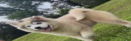 Pomsky dogs for sale: Merle - Ad 4
