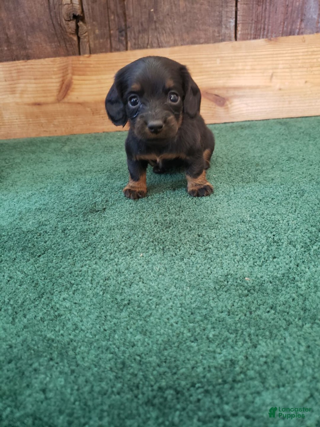 Miniature Dachshund dogs for sale: Barbie - Ad 1