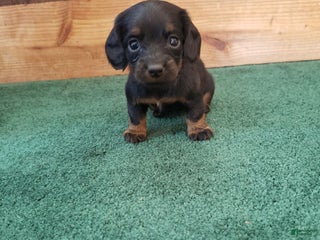 Miniature Dachshund dogs Barbie - Ad 35