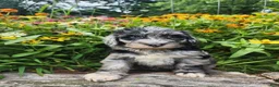 Mini Sheepadoodle dogs for sale: Cosmo - Ad 12