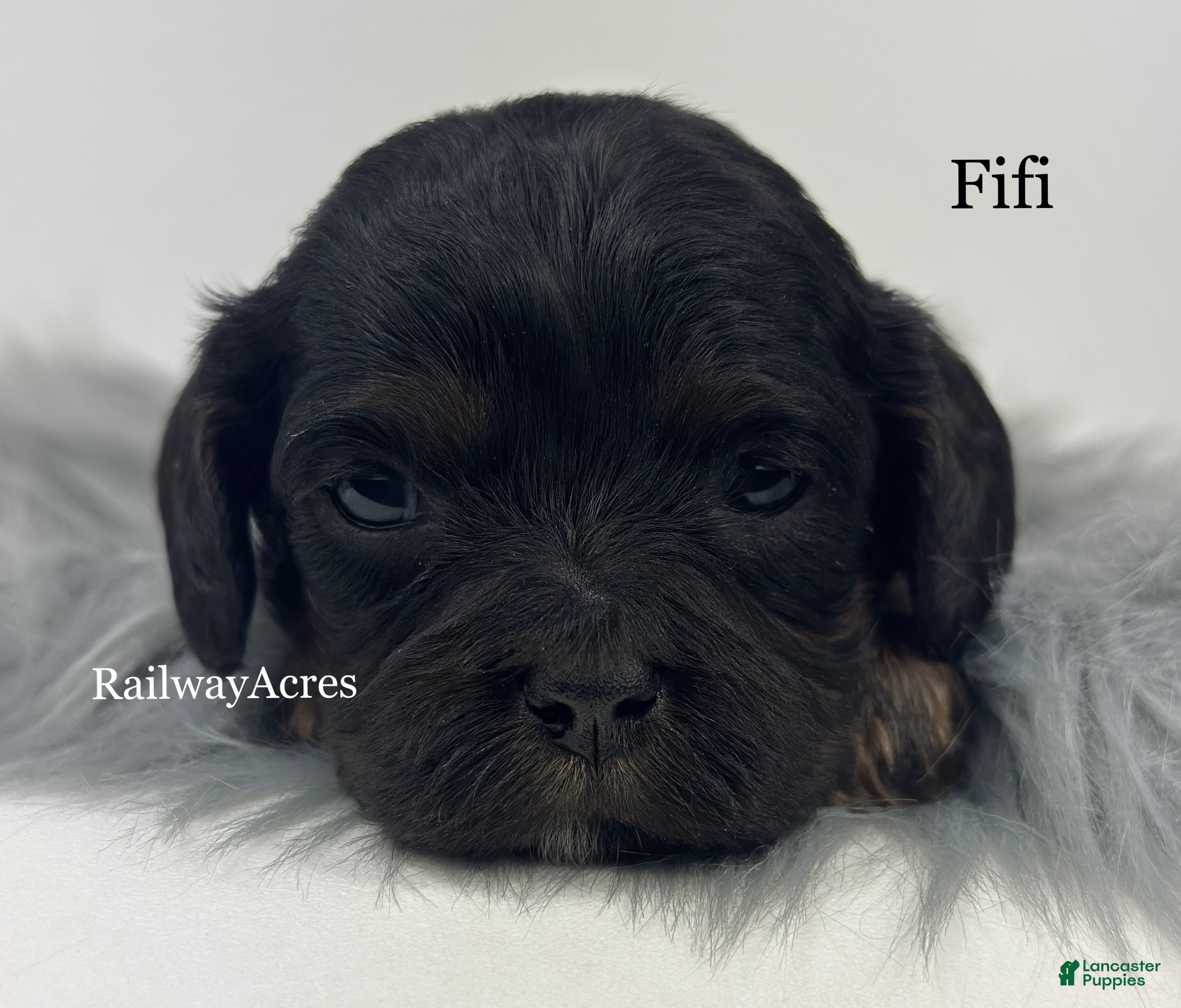 Cavapoo dogs Fifi - Ad 20