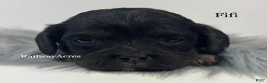Fifi
